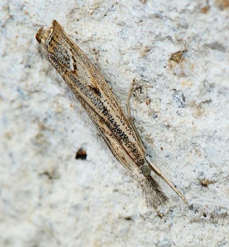 Réf. 310 307 : Agriphila geniculea